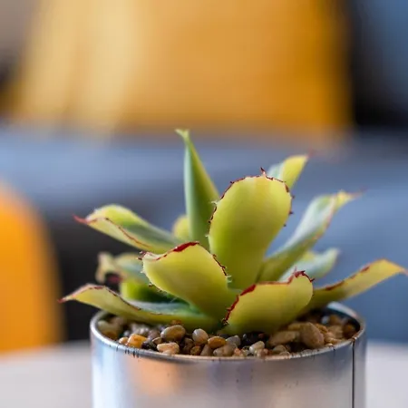 Myflat Coral Apartmán *