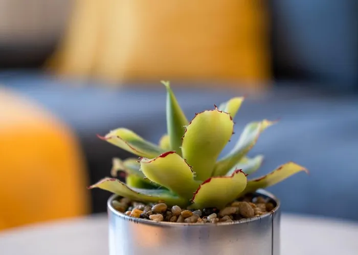 Myflat Coral Apartman *